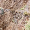 Plants: image 146 Of 208 Thumb